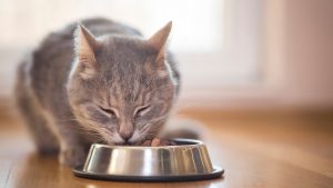 Cat Eating