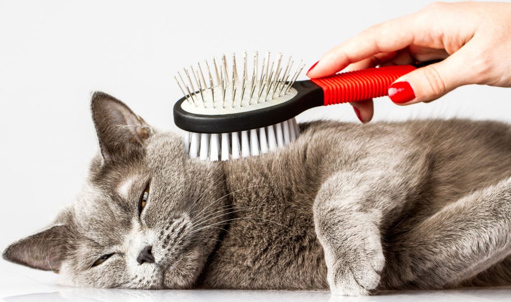 Grooming 2