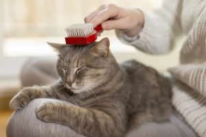 Grooming 3