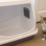 Litter Box Training 2