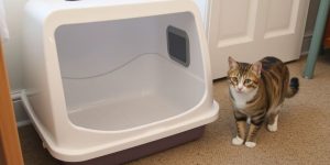 Litter Box Training 2