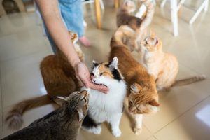 Person with cat 2