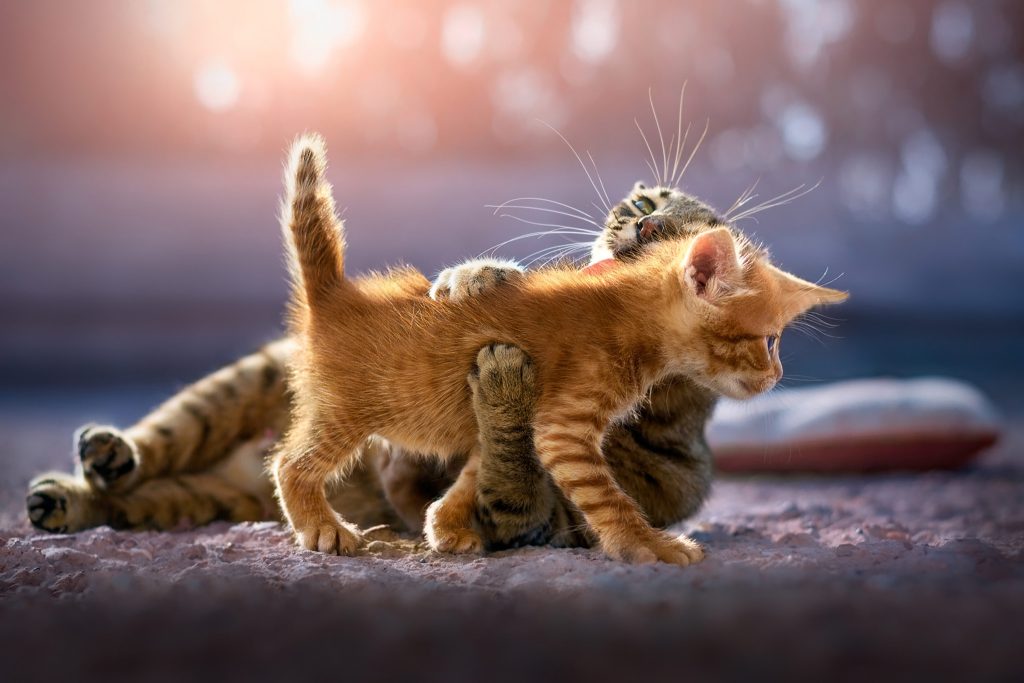 cute-kittens-lg