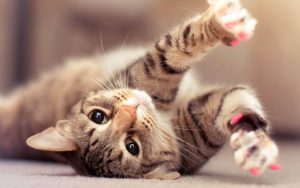 hd-cute-cat-wallpaper